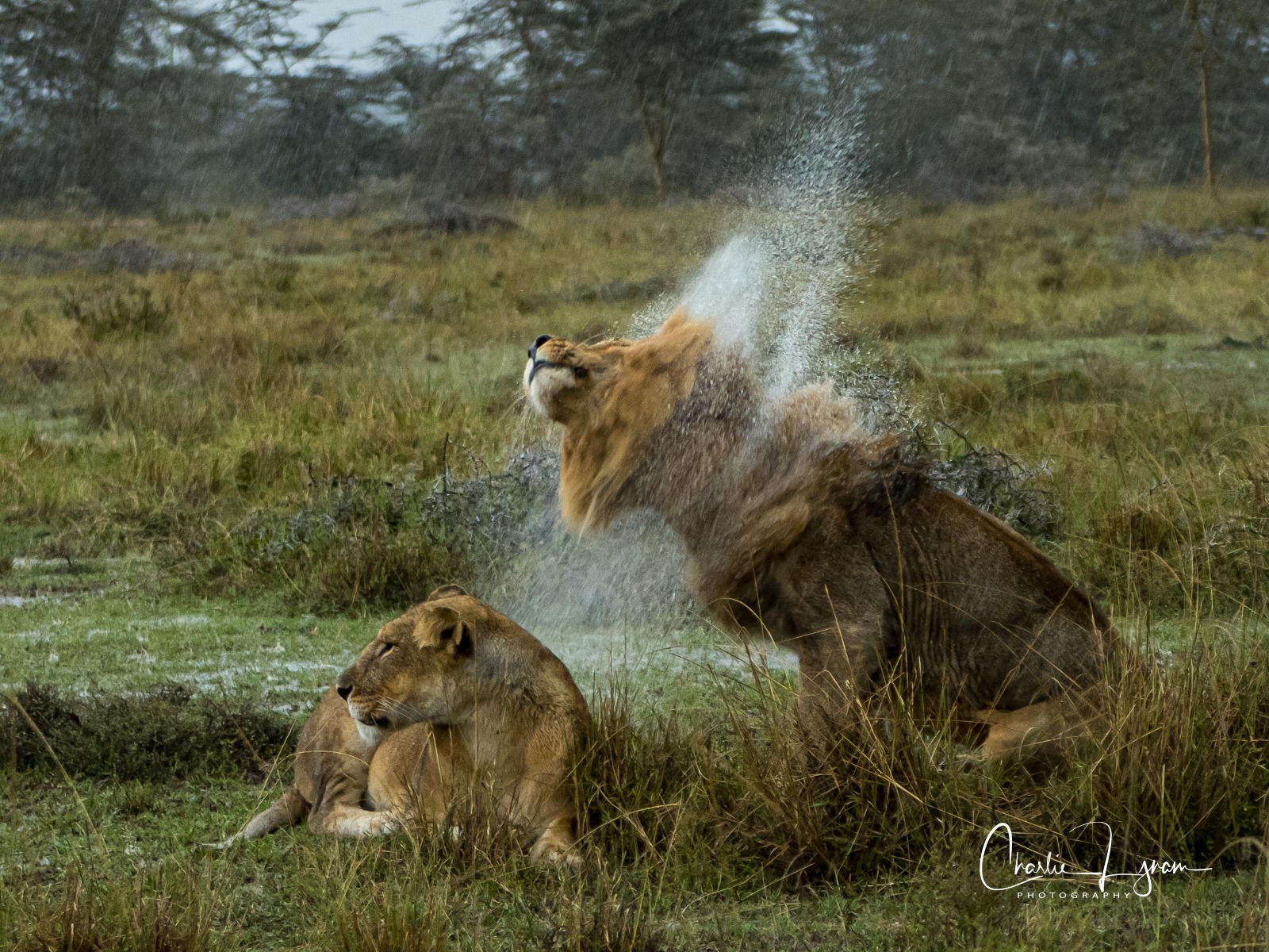 A new season of WILD